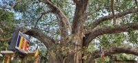 193 Bodhi Baum1