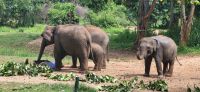 210 Udawalawe Elephant Transit Home