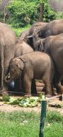 213 Udawalawe Elephant Transit Home