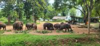 214 Udawalawe Elephant Transit Home