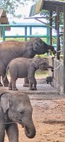 216 Udawalawe Elephant Transit Home