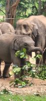 217 Udawalawe Elephant Transit Home