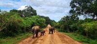 161 herrliche Kulisse im Yala Nationalpark