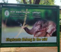 206 Besuch Udawalawe Elephant Transit Home