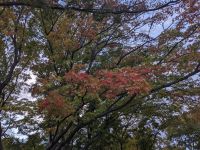 93) Grabhügelpark, Gyeongju, Südkorea