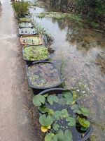 116.  UNESCO-Weltkulturerbedorf Yangdong, Südkorea