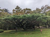 134. Bulguksa Tempel, Südkorea