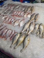 170. Jagalchi Fischmarkt, Busan, Südkorea
