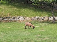 435.  East Coast National Scenic Area - Ureinwohnervorführung, Ostküste Taiwan
