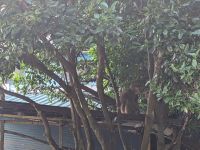 455. Baxian Höhenformation, Ostküste Taiwan