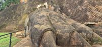 47 44 Sigiriya Löwenkrallen