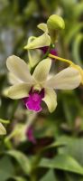 89 Orchideenhaus im Botanischen Garten