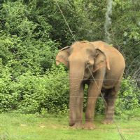 129 Elefant an der Straße im Nationalpark