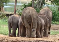 132 Udawalawe Elephant Transit Home