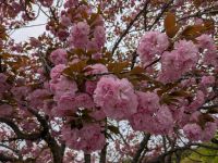 132. Kirschblüte am Bulguksa-Tempel, Gyeongju, Südkorea &ndash; &copy; Teresa Rumpel (Eberhardt TRAVEL)