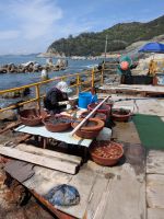 164. Ausbeute am Taejongdae Aussichtspunkt an der Küste mit kurzfristiger Planänderung einer Bootsfahrt, Busan, Südkorea &ndash; &copy; Teresa Rumpel (Eberhardt TRAVEL)