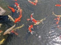 264. Koko-en Landschaftsgarten, Himeji, Japan &ndash; &copy; Teresa Rumpel (Eberhardt TRAVEL)