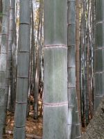 280. Arashiyama Bambuswald, Kyoto, Japan &ndash; &copy; Teresa Rumpel (Eberhardt TRAVEL)