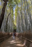 281. Arashiyama Bambuswald, Kyoto, Japan &ndash; &copy; Teresa Rumpel (Eberhardt TRAVEL)