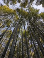 282. Arashiyama Bambuswald, Kyoto, Japan &ndash; &copy; Teresa Rumpel (Eberhardt TRAVEL)