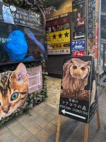 301. Eulen in der Teramachi Einkaufsstraße im Zentrum von Kyoto, Japan &ndash; &copy; Teresa Rumpel (Eberhardt TRAVEL)