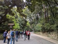 377. Meji Schrein, Tokio, Japan &ndash; &copy; Teresa Rumpel (Eberhardt TRAVEL)