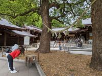 383. Meji Schrein, Tokio, Japan &ndash; &copy; Teresa Rumpel (Eberhardt TRAVEL)