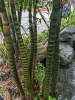 253. Konfuziustempel Taipeh, Taiwan