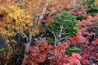 Indian Summer in Japan