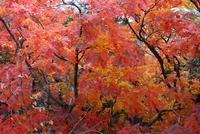 Indian Summer in Japan