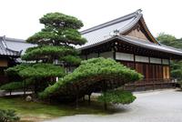 500 Jahre alte Pinie