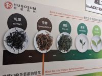 334. Hugosom Teeplantage, Yuchi, Taiwan