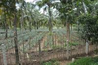 35 Ananasplantage