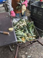 353. Mittagspause auf der Ananasplantage, Taiwan