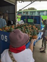 355. Mittagspause auf der Ananasplantage, Taiwan