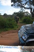 365 Elefant