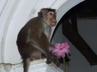 Höhlentempeln in Dambulle