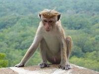 Bewohner auf dem Serigiya Felsen