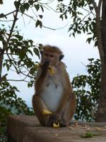 Bewohner auf dem Serigiya Felsen