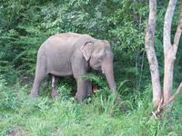 erster freilaufender Elefant