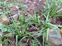 Besuch im Gewürzgarten - Aloe Vera