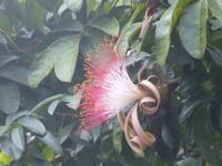 Botanische Garten von Kandy