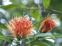 Botanische Garten von Kandy