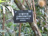 Botanische Garten von Kandy