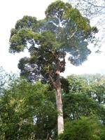 Botanische Garten von Kandy