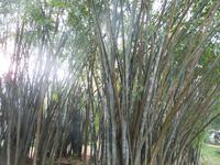 Botanische Garten von Kandy