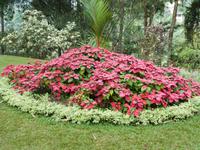 Botanische Garten von Kandy