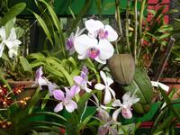 im Orchideenhaus in Kandy