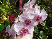 im Orchideenhaus in Kandy