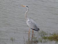 Safari im Yale-Nationalpark